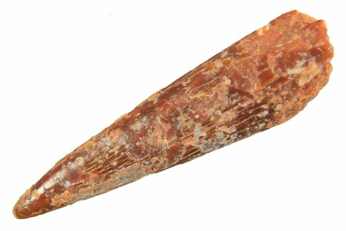 Fossil Pterosaur (Siroccopteryx) Tooth - Morocco #297946